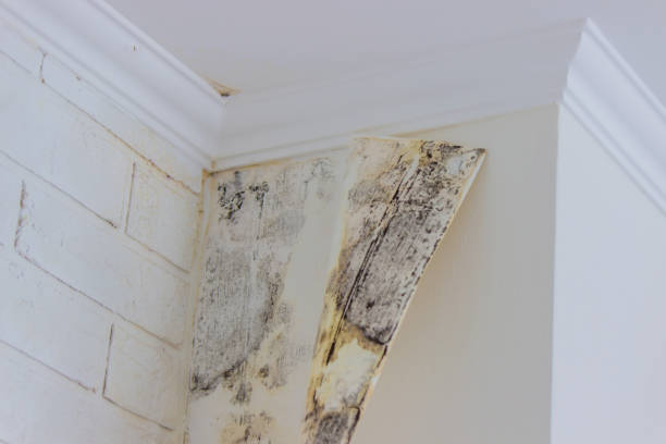 Best Attic Mold Removal  in Green Tree, PA